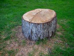 Trusted Hickman, NE Tree Care Experts